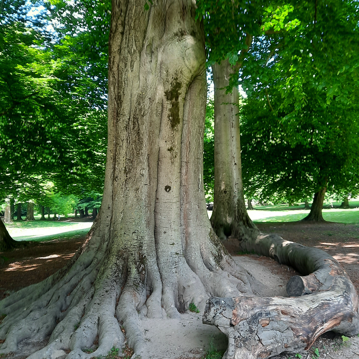 Episode 94 - Dipa Parbhoo - Méditation et Pleine conscience - Bois de la Cambre - Bruxelles