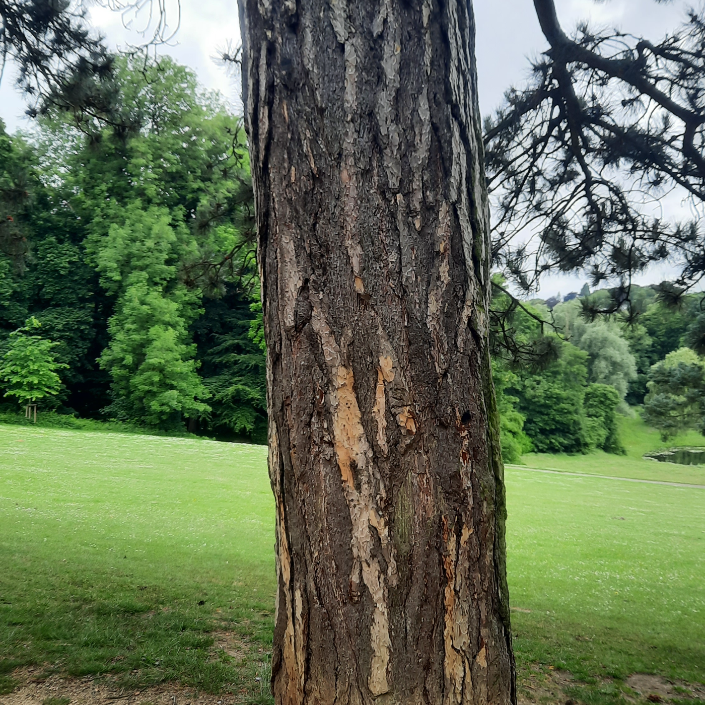 Episode 95 - Devi Chanteux - ASBL Des vies à sauver - Parc de la Woluwe - Bruxelles