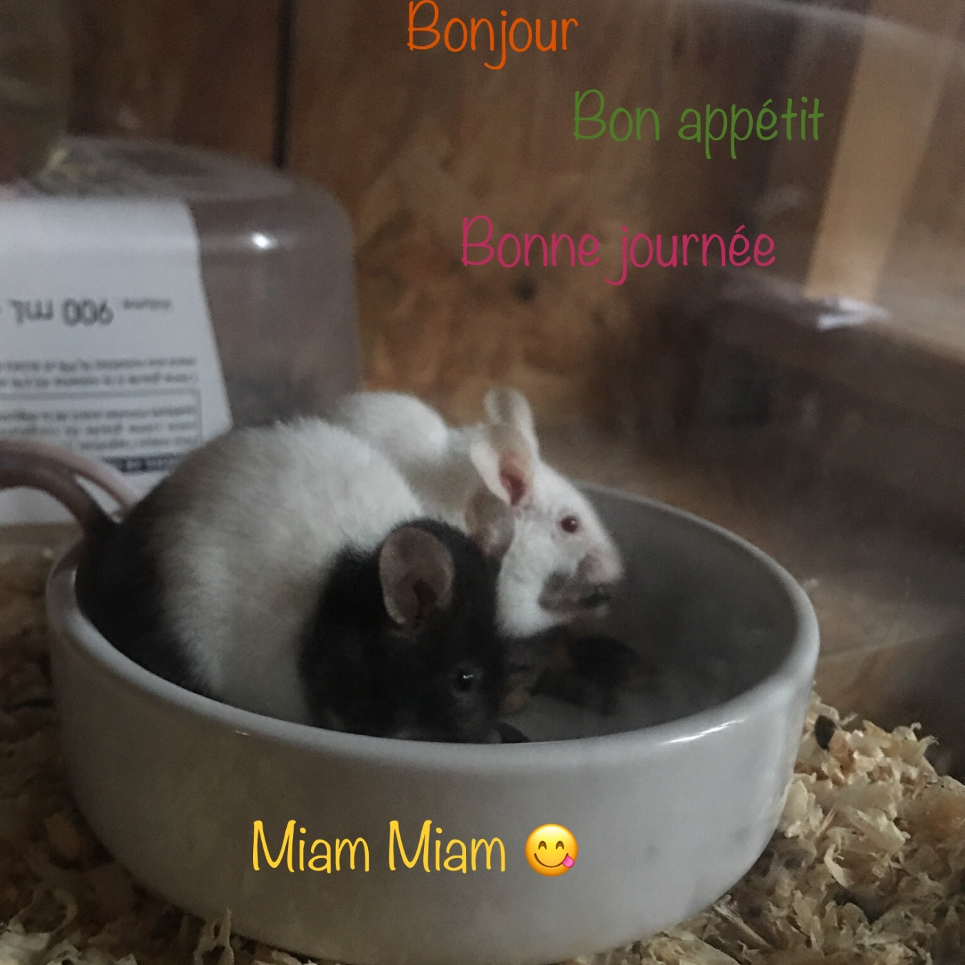 BB souris - la suite