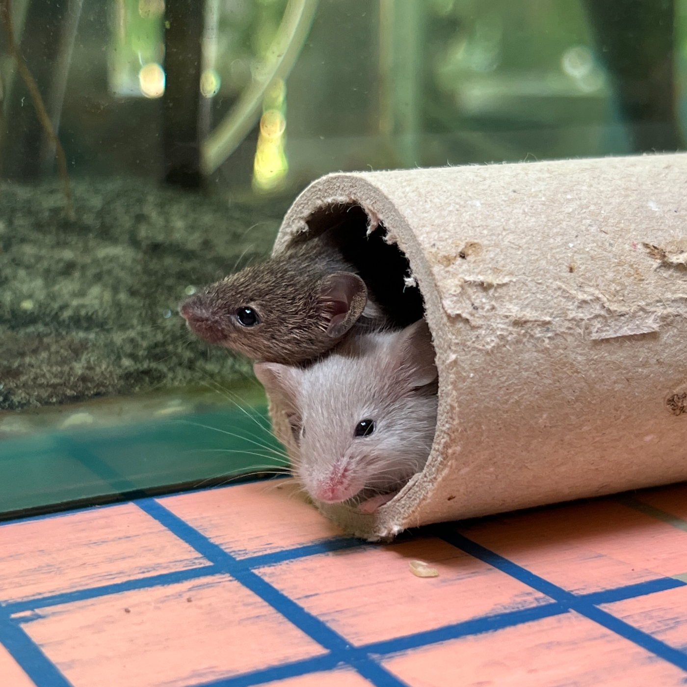 des news des BB souris