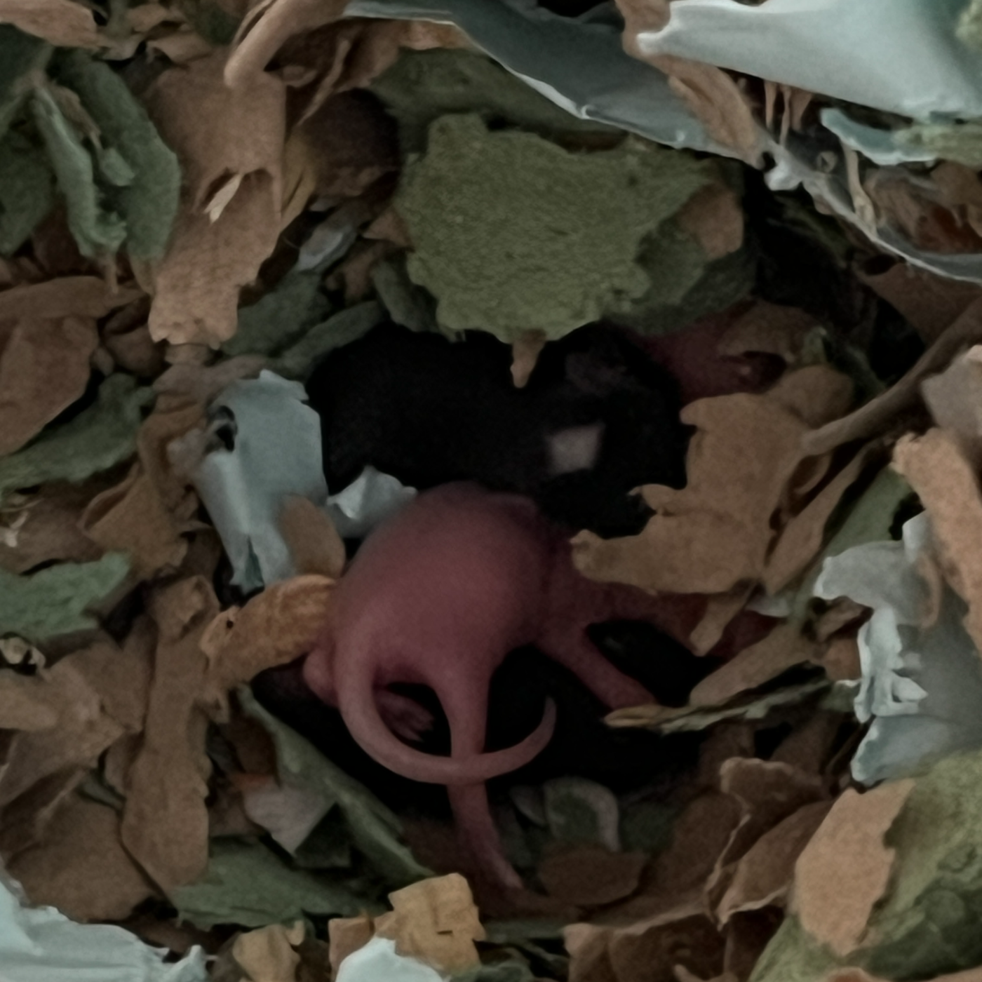 petit point sur les BB souris